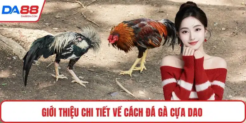 Giới thiệu chi tiết về cách đá gà cựa dao Giới thiệu chi tiết về cách đá gà cựa dao