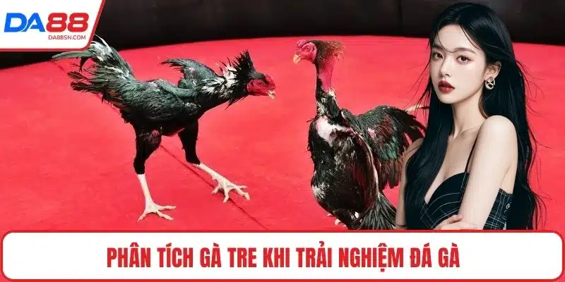 Phân tích gà tre khi trải nghiệm đá gà Phân tích gà tre khi trải nghiệm đá gà